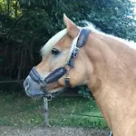 Gospodarstwo agroturystyczne Biomatto *