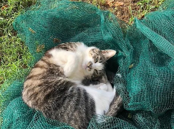 Biomatto Agroturismo Arona