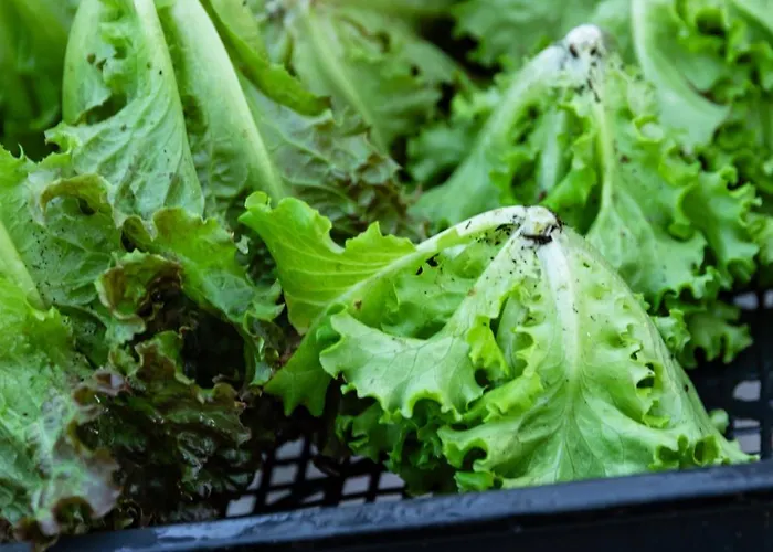 Séjour à la ferme Biomatto