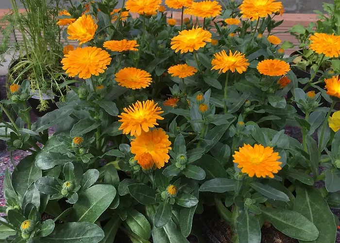 Séjour à la ferme Biomatto Arona